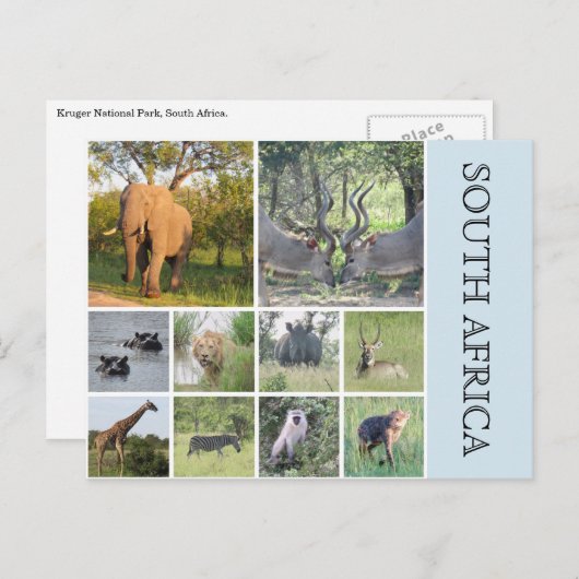 Carte Postale animaux sud-africains (Devant / Derrière)