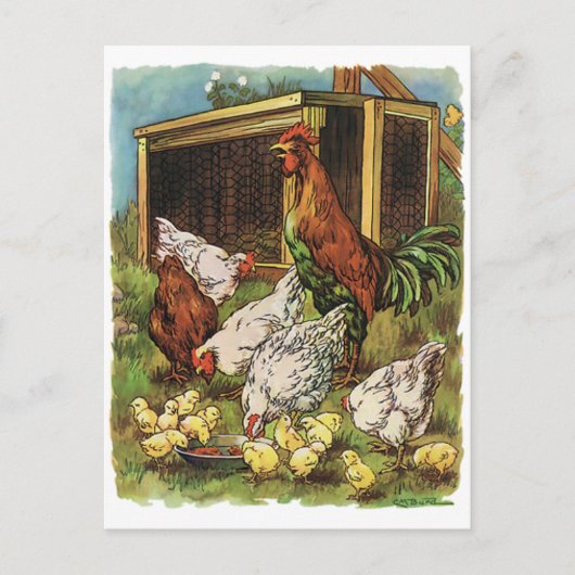 Carte Postale Animaux vintages, Coq, Poules, Poulets (Devant)