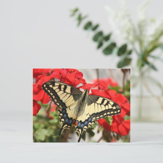 Carte postale Anise Swallowtail (Debout devant)