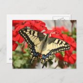 Carte postale Anise Swallowtail (Devant / Derrière)