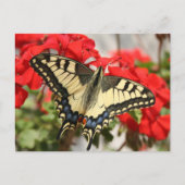 Carte postale Anise Swallowtail (Devant)