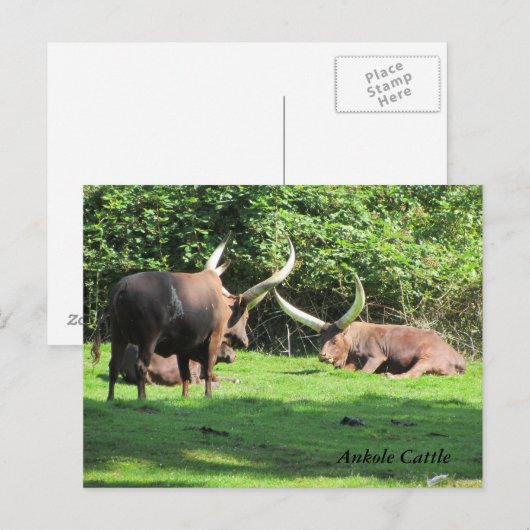 Carte Postale Ankole Cattle (Devant / Derrière)
