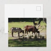 Carte postale Ankole Cattle (Devant / Derrière)