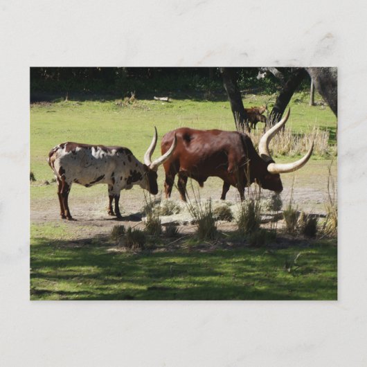 Carte postale Ankole Cattle (Devant)