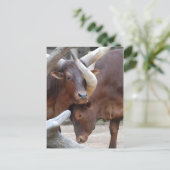 Carte postale Ankole Cattle (Debout devant)