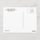 Carte postale Ankole Cattle (Dos)