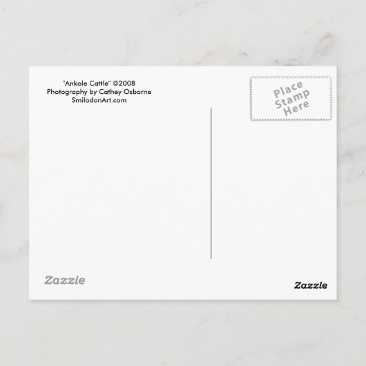 Carte postale Ankole Cattle (Dos)