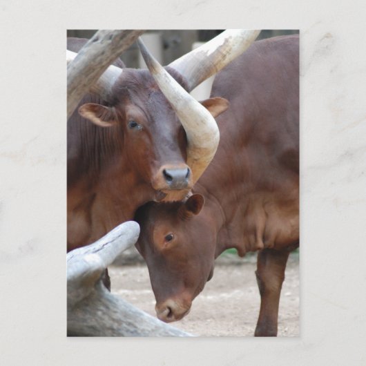 Carte postale Ankole Cattle (Devant)