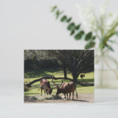 Carte postale Ankole Cattle #2 (Debout devant)