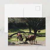 Carte postale Ankole Cattle #2 (Devant / Derrière)