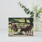 Carte postale Ankole Cattle #2-2 (Debout devant)