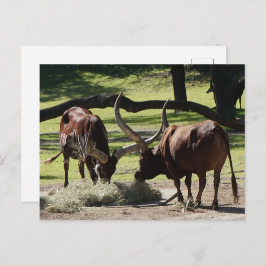 Carte postale Ankole Cattle #2-2 (Devant / Derrière)