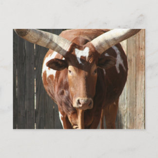 Carte Postale Ankole-Watusi Steer Avec D'Énormes Cornes