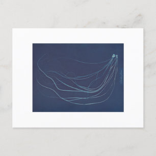 Carte Postale Anna Atkins : Cyanotype botanique