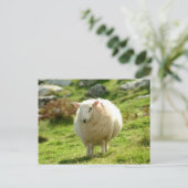 Carte Postale Anneau de mouton de Kerry (Debout devant)