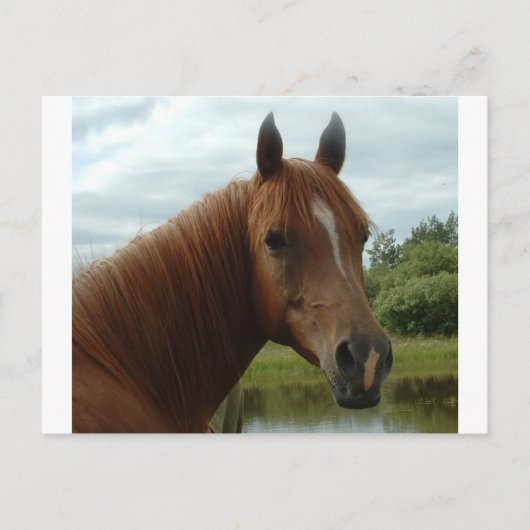 Carte Postale Anniversaire 012 (Devant)