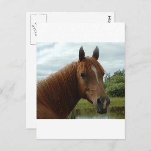 Carte Postale Anniversaire 012 (Devant / Derrière)