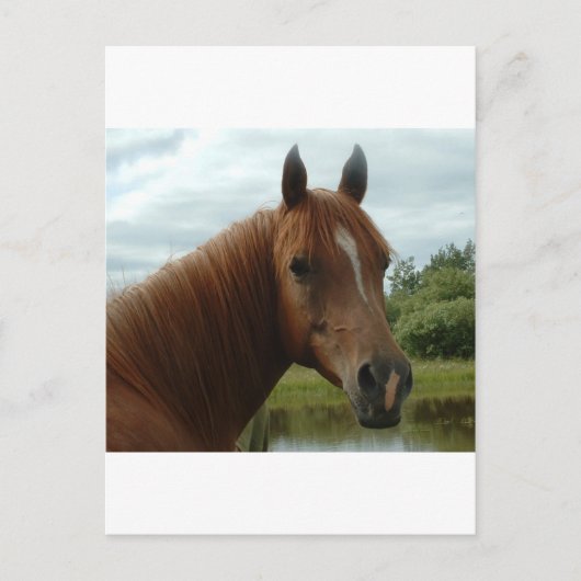 Carte Postale Anniversaire 012 (Devant)