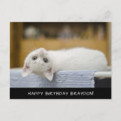 Carte postale Anniversaire Cute Chat Blanc (Devant)
