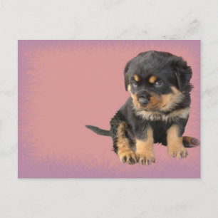 Carte Postale Anniversaire de Cute Rottweiler