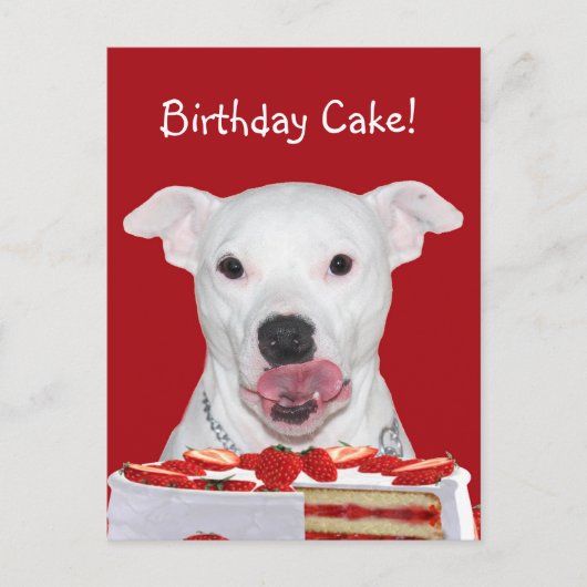 Carte Postale Anniversaire de Pit Bull Terrier (Devant)