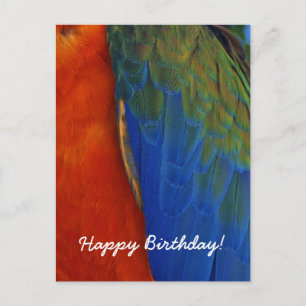 Carte Postale Anniversaire de plume de perroquet Macaw coloré pe