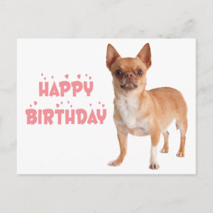 Carte Postale Anniversaire Drôle de Chihuahua de Chien de Puppy 
