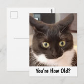 Carte Postale Anniversaire du chat noir (Devant / Derrière)