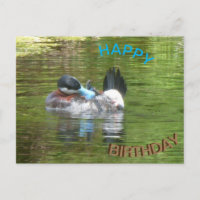 Carte postale Anniversaire Ringtaling Duck