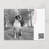 Carte Postale Annonce de chiots (Devant)