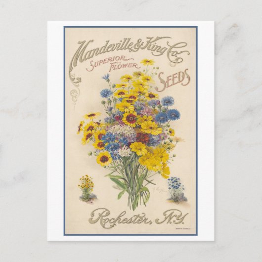 Carte Postale Annonce vintage Mandeville Semences Fleurs (Devant)