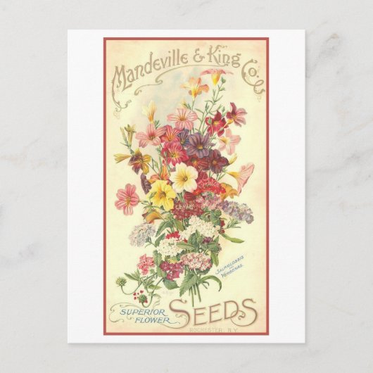 Carte Postale Annonce vintage Mandeville Semences Fleurs (Devant)