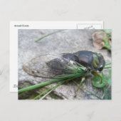 Carte postale annuelle Cicada #1 (Devant / Derrière)