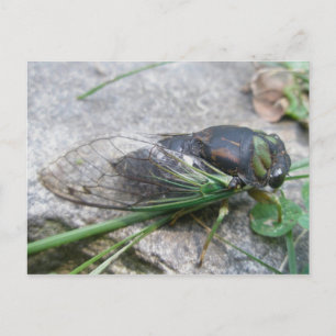 Carte postale annuelle Cicada #1