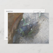 Carte postale annuelle du Canada (Devant / Derrière)