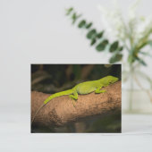 Carte Postale Anole géante jamaïcaine (Debout devant)