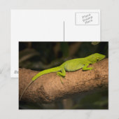 Carte Postale Anole géante jamaïcaine (Devant / Derrière)