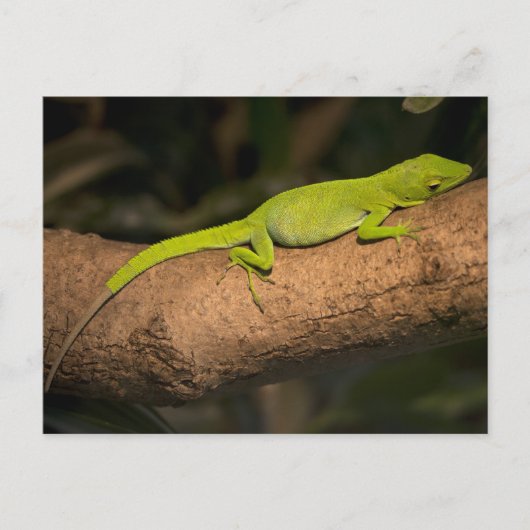 Carte Postale Anole géante jamaïcaine (Devant)