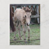 Carte Postale Anse1 (Devant)