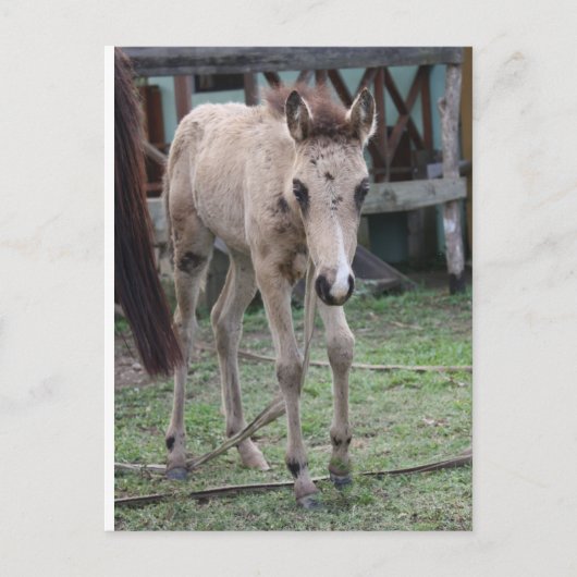 Carte Postale Anse1 (Devant)