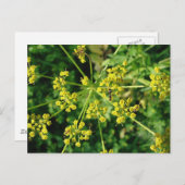 Carte Postale Ant, Web et mauvaise herbe (Devant / Derrière)