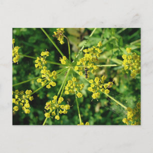 Carte Postale Ant, Web et Weed