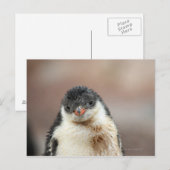 Carte Postale Antarctique (Devant / Derrière)