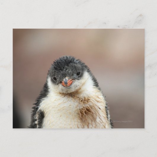 Carte Postale Antarctique (Devant)