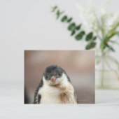 Carte Postale Antarctique (Debout devant)