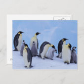 Carte Postale Antarctique, Emporer Penguins (Devant / Derrière)