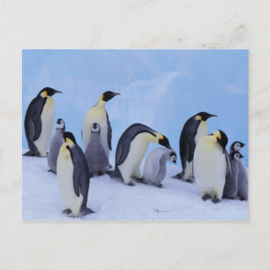 Carte Postale Antarctique, Emporer Penguins