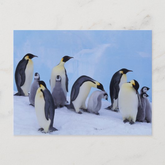 Carte Postale Antarctique, Emporer Penguins (Devant)