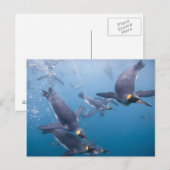 Carte Postale Antarctique, île de Géorgie du Sud (Royaume-Uni),  (Devant / Derrière)