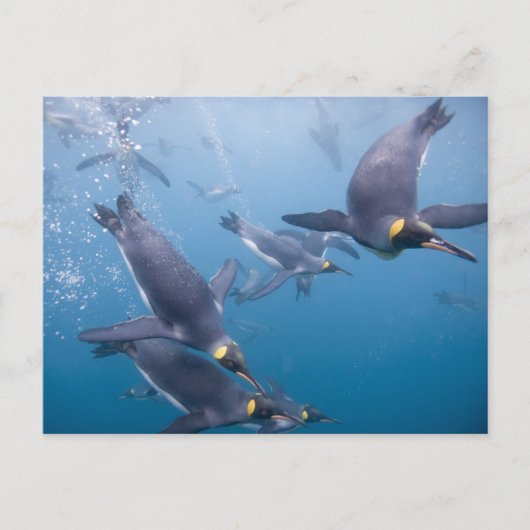 Carte Postale Antarctique, île de Géorgie du Sud (Royaume-Uni),  (Devant)